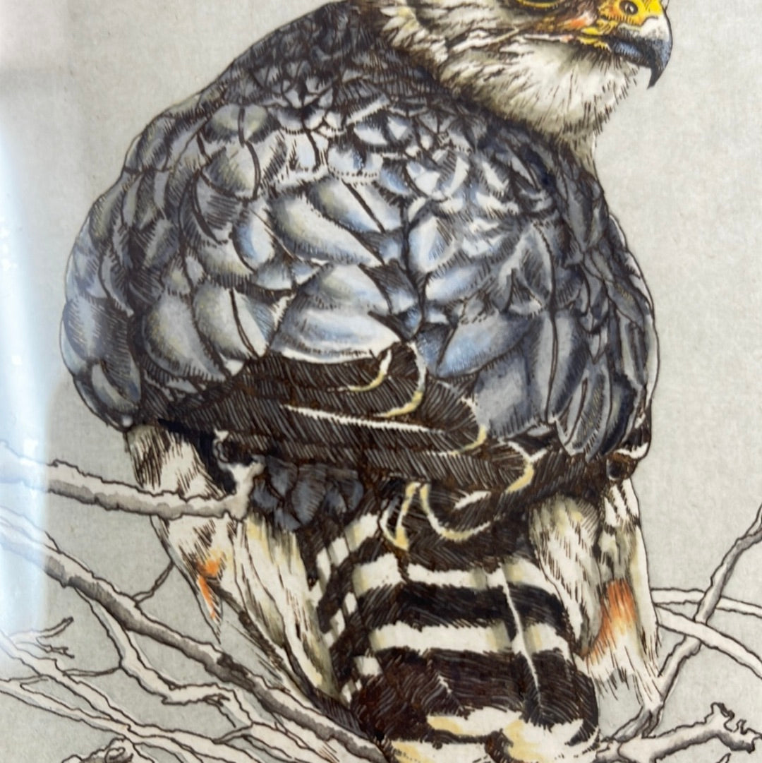 Hand pulled intaglio print “Merlin Falcon” signed by SueEllen Ross, edition 134/350