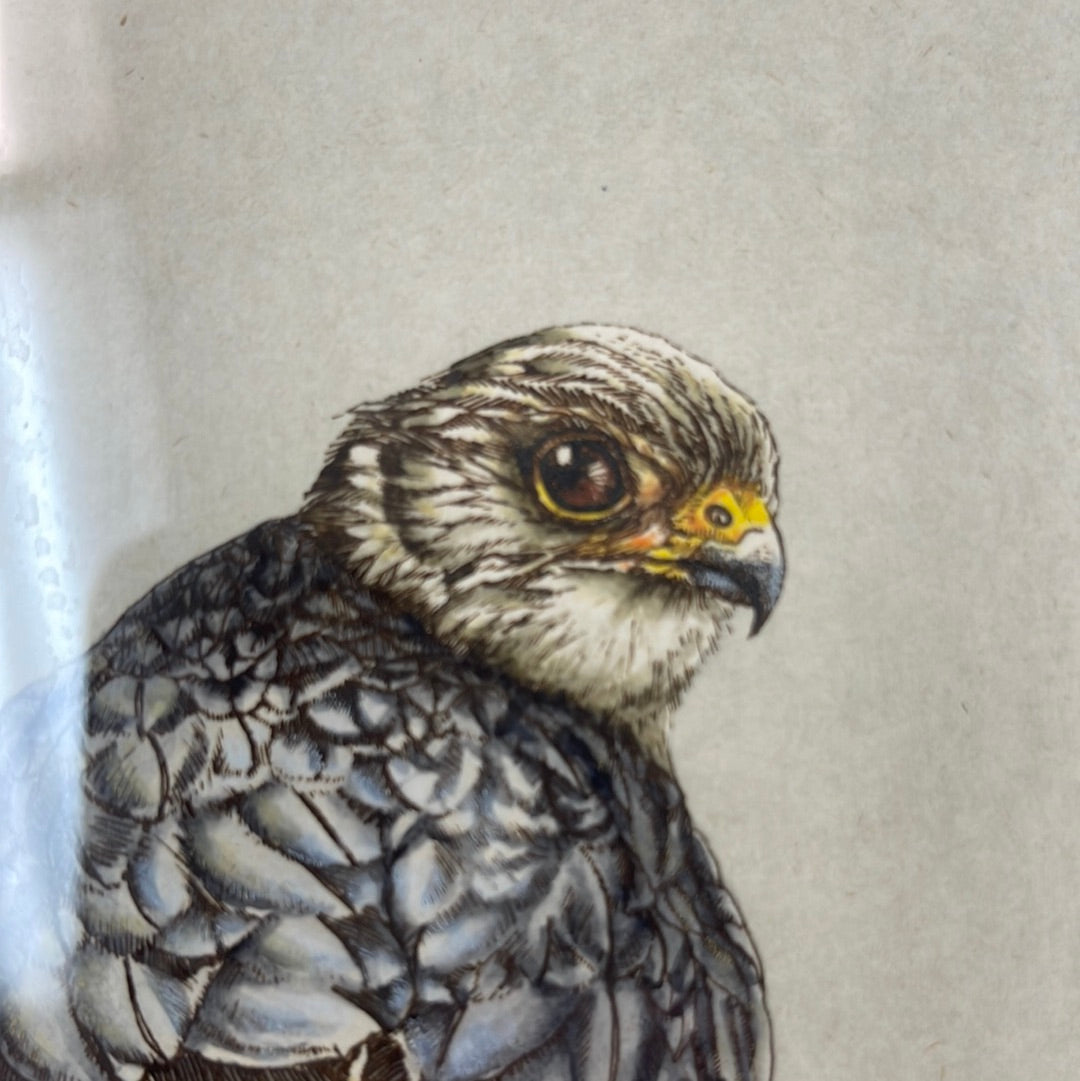 Hand pulled intaglio print “Merlin Falcon” signed by SueEllen Ross, edition 134/350